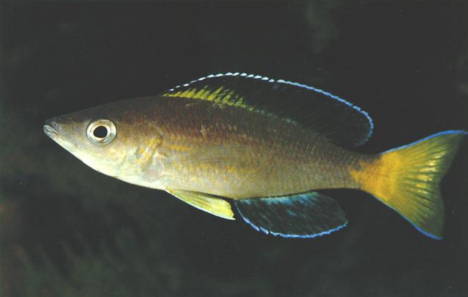 Cyprichromis sp.