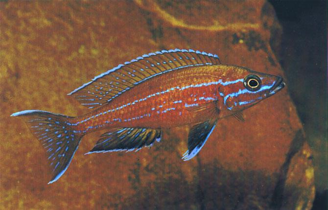 Paracyprichromis nigripinnis (Boulenger, 1901) Ad Konings Paracyprichromis nigripinnis from Chituta Bay is known as Blue Neon Cyprichromis.