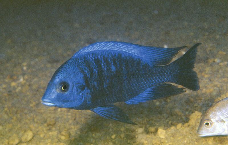 A male Protomelas annectens is rarely seen in its full