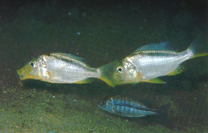 Protomelas annectens is the most frequently seen