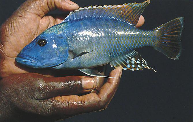 A male Tyrannochromis nigriventer in breeding coloration. History of the identification of Dark-belly The type species of the genus Tyrannochromis is T.