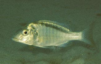 praeorbitalis, three species are known to belong to this genus.