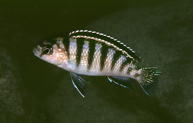 Gephyrochromis Ad Konings Gephyrochromis sp. Zebroides has a very attractive coloration pattern. The genus Gephyrochromis contains two scientifically described species and two undescribed ones.