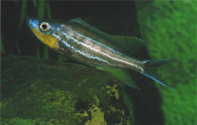 A male Benthochromis tricoti leading a female (not visible) to its nest. priate food, or she must release the fry from time to time to let them eat by themselves.