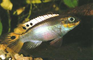 taeniatus, a female from Calabar.