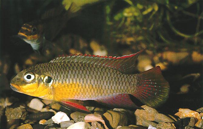 Pelvicachromis taeniatus (Boulenger, 1901)