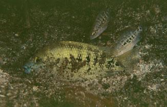 It is found in springs, streams and rivers in the catchment area of the Rio Pánuco. The yellow race of which a pair is shown in the picture is known only from Media Luna and the upper Rio Verde.