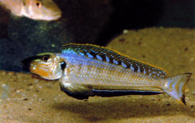 A male Enantiopus melanogenys defending its territory. specimens are seen in depths of less than 10m. When not breeding males have the same sandy, silvery coloration as females.