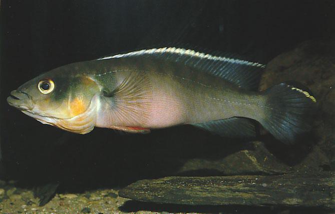 has an irregular shape without a light border, which is seen in similar-sized Venezuelan pike cichlids.