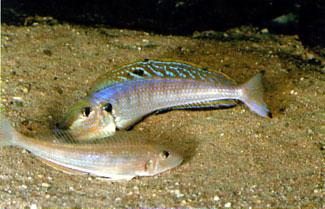 During this period the fish do not eat but concentrate on spawning. The season begins when the males start staking out their territories in the sand. A male E.