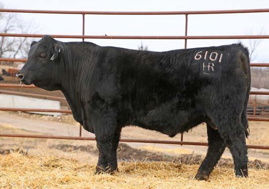 He has an excellent API (top 5% of SimAngus). A good commercial bull.