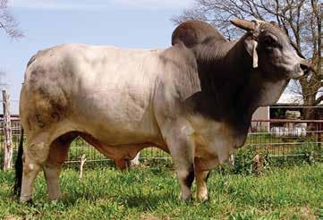 Top son of the Register of Renown & Maternal Performance Sire (+) JDH Sir Marri Manso 557/4 and a top producing dam having produced 2 herd sires for J.D. Hudgins naturally.