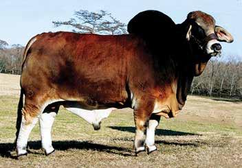 Sire of the 2014 Reserve International & Reserve National Champion Bull, as well as the 2014 National Reserve Senior Champion Cow and many other winners, placing him in the Register of Renown and