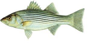 A Tale of Two Rivers: The Extirpation of Striped Bass in the Neuse and Tar/Pamlico Rivers A Coastal Conservation Association North Carolina (CCA NC) White Paper Introduction In North Carolina,