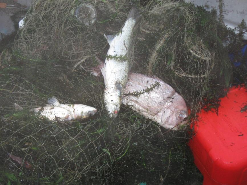 Figure 3. Net with grey mullet and the snapper shortly after hauling near Ngaruawahia. Note the large amounts of the freshwater oxygen weed Lagarosiphon major that was also trapped in the net.