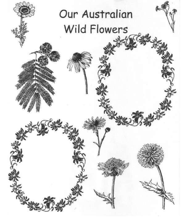 Our Australian Wild Flowers Find pictures, photos, drawings or two real Australian Wildflower to stick in the frames.