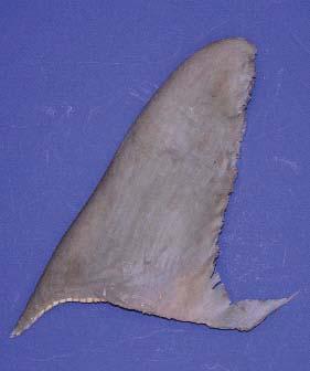 If faced with this situation, the user should review the detailed descriptions for the dorsal fins of the thresher (page 11), the three hammerheads (page 12 and 13), white (page 22), shortfin mako