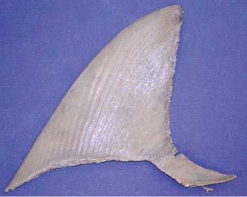 Hammerheads also have light colored, dull brown or greyish-brown fins, whereas the thresher and mako dorsal fins are slate grey or dark greyish-brown.