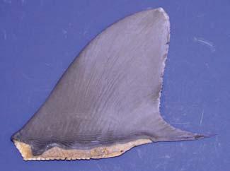 Great hammerhead (page 16) Dull brown or light grey, rounded apex.