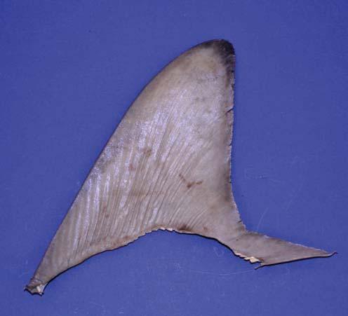 Blacktip shark (Carcharhinus limbatus) Distribution: Worldwide, warm temperate to tropical regions. Habitat: Inshore. Mostly taken in coastal and estuarine fisheries.