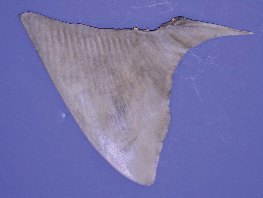 Dusky shark (Carcharhinus obscurus) Distribution: Widely distributed in warm temperate to tropical regions. Habitat: Inshore and offshore. Taken in coastal and pelagic fisheries.
