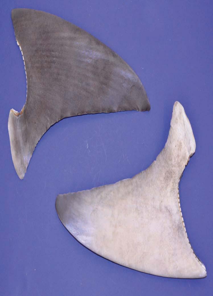 The dorsal side is the darker side of the fin, the ventral side is the lighter side. LE is the Leading edge of the fin, TE is the Trailing edge of the fin.