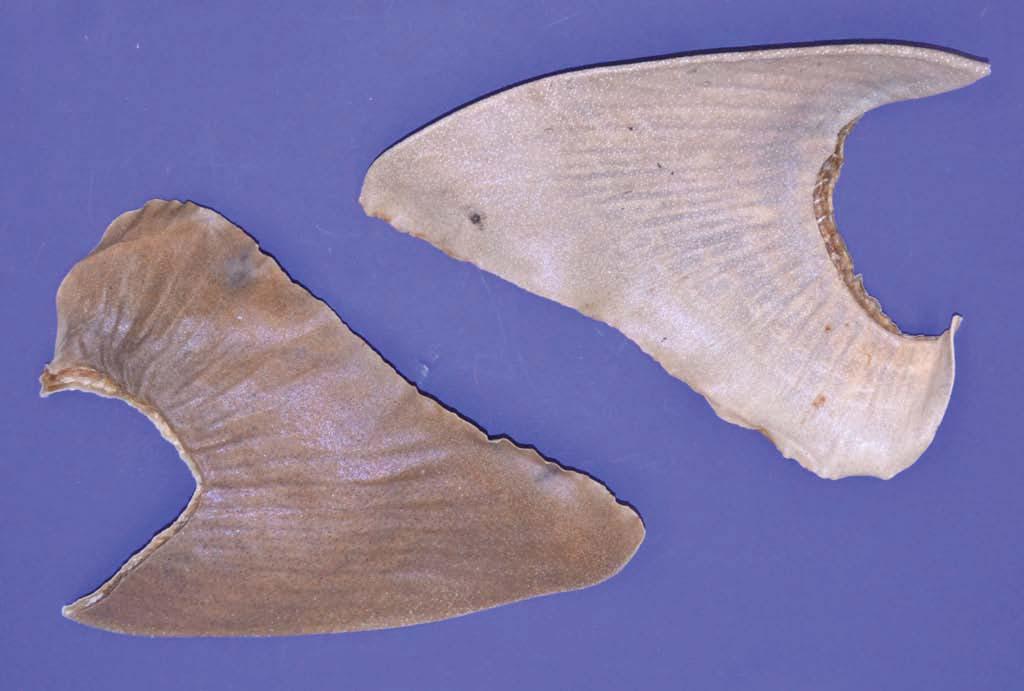 Nurse shark (Ginglymostoma cirratum) Distribution: Widely distributed in warm temperate regions. Habitat: Coastal and estuarine.
