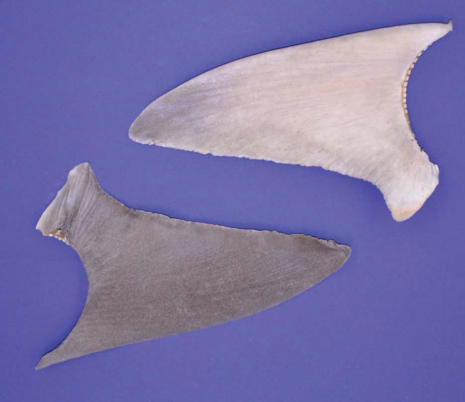 Sandbar shark (Carcharhinus plumbeus) Distribution: Widely distributed in warm temperate to tropical regions. Habitat: Inshore. Mostly taken in coastal and estuarine fisheries.