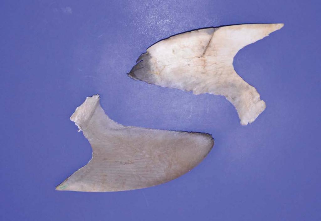 Scalloped hammerhead shark (Sphyrna lewini) Distribution: Worldwide, warm temperate to tropical regions. Habitat: Inshore and offshore. Mostly taken in coastal and pelagic fisheries.