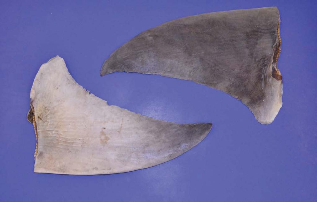 Great hammerhead shark (Sphyrna mokarran) Distribution: Worldwide, warm temperate to tropical regions. Habitat: Inshore. Mostly taken in coastal and estuarine fisheries.