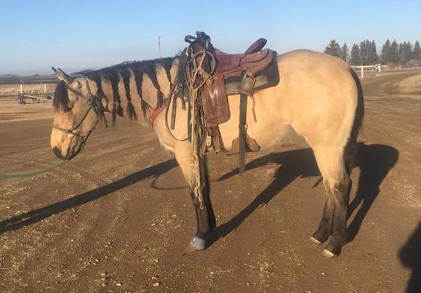 Mighty Yaki Riverwood Jackie Drifter Trumpet Riverside Jackie Happy is a 14.2hh 5 year old mare. She has been trained and exercised by all our family; 16 to 60 years of age.