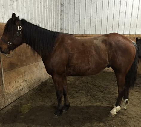 <23> 2014 AQHA Bay Gelding DR Go For Gold - May 18, 2014 - Reg.