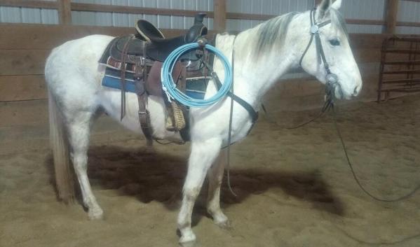 He doesn't spook and has never had any vices. He is easy to handle, love attention and would make a great kids pony. For more information 204-876-4617 or 24johnston@gmail.com.