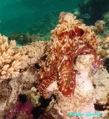 Blue-Ringed Octopus - continued The venom contains tetrodotoxin, which blocks sodium channels and causes motor paralysis and occasionally respiratory failure.