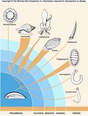 Molecular evidence strengthens the idea that molluscs and annelids are more closely related to
