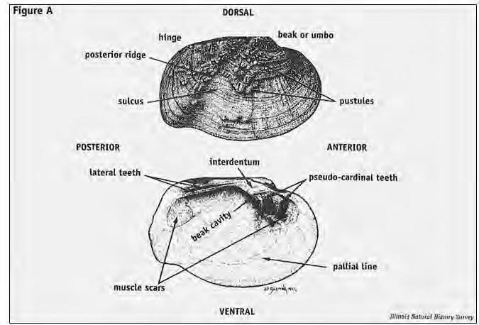 The body of the mussel consists of a thickened, central mass that is attached to the valves near the hinge. The forward or bottom part of the body forms the muscular foot.