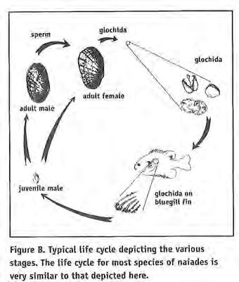 FRESHWATER MUSSEL LIFE CYCLE Most North American freshwater mussels species are sexually dimorphic (at least one species is known to be hermaphroditic).
