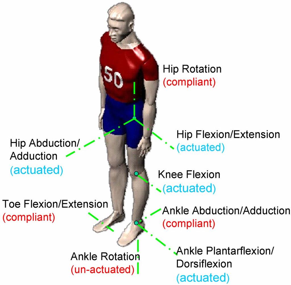Fig. 6 Human Power Required for Walking. The most power is required by the flexion/extension joints in the ankle, knee, and hip.