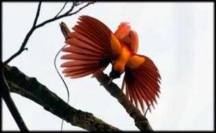 If you are interested in photographing the Red Bird of Paradise, it is advisable to bring a tripod and telephoto lens with you.