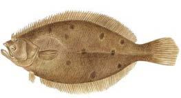 Summer Flounder Fishery Information Document June 2016 This document provides a brief overview of the biology, stock condition, management system, and fishery performance for summer flounder with an