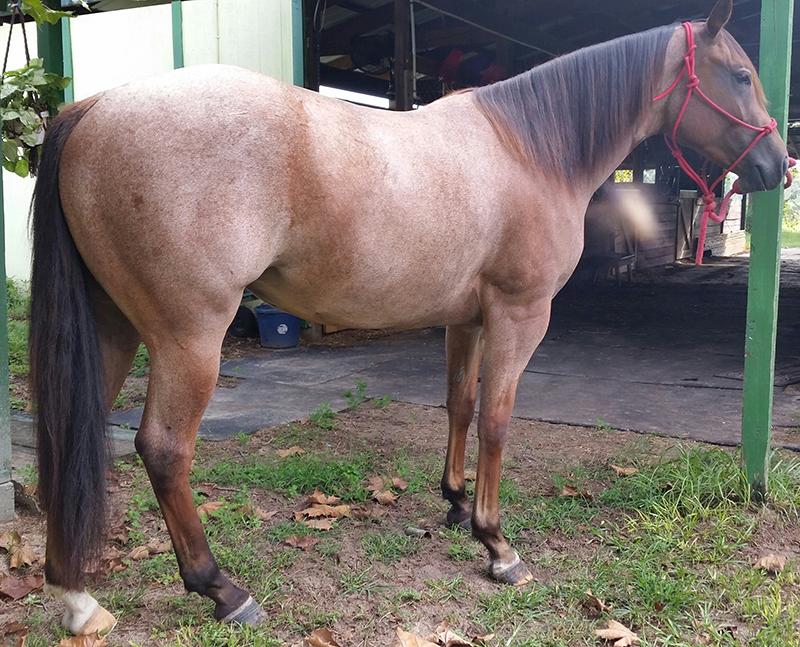 MISS RELENTLESS JET 5622880 Red Roan QH Mare 14 Mr Relentless Miss Loun Jet LH Butterfinger Loun Prescription A beautiful bay roan filly that is very athletic, willing and intelligent.