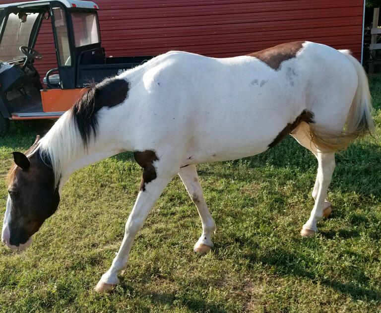 TOBY Bay Tobiano Grade Paint Gelding 07 A gentle and quiet gelding for most anyone.