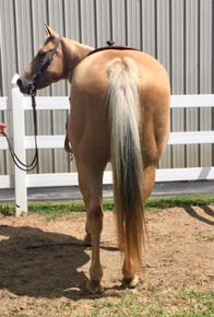 MMC DIAMONDSNDESTINY 4968577 Palomino QH Mare 07 License To Shine Loaded With Brenna Shining Spark Genetically Loaded This reining mare has it all!