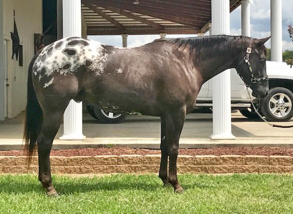 HANK Grade Appaloosa/QH Gelding 13 A one of a kind gelding that is broke nice. He has been trail ridden and competed in all the extreme cowboy obstacles.