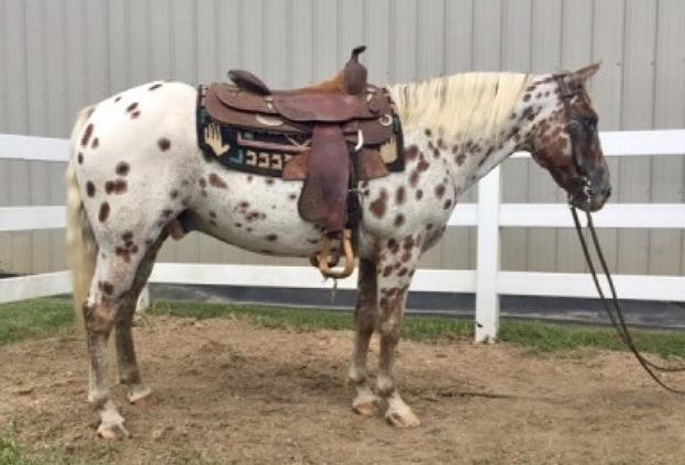 FRECKLES Leopard Grade Appaloosa Gelding 07 This is the perfect sized, heavy muscled gentle gelding that has been on every ride in the country and ridden by an 8 year old boy.