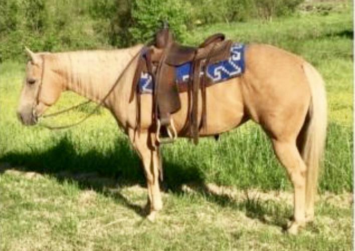 RED BUCKS BRANDY 5085242 Palomino QH Mare 08 Two Eyed Red Buck Cutters Brandy Red Baron Bell Master Baron Bell A beautiful yellow mare that is an own daughter of Two Eyed Red Buck.