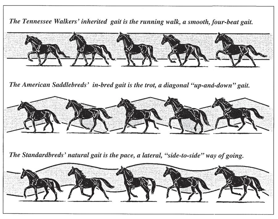 Characteristics of the Main Types (Continued) Saddle (Gaited) Type Tennessee Walker, American Saddlebred, Standardbred etc.