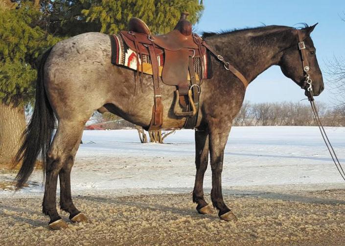 For more information call Enos: 719-371-0248 Hip #3 Consigned By:Joe Raber Westcliff, CO Dallas - 6 year old strawberry roan Quarter Horse-Belgian cross, 16hh broke to ride