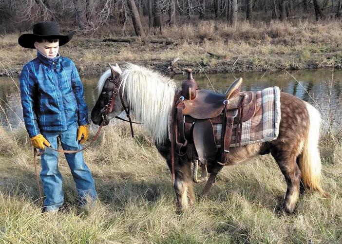He has been used on trail rides, will cross water and ditches and has pushed cows out in the pasture. He is started on the head side out of the box and is doing well.