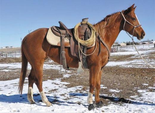 Trainer : Olivia Myers, Cactus Creek Ranch For more information call: 719-924-5101 Hip #48 Consigned By: Colo. Horse Rescue Network Rush, CO Carmen Electra - 4 year old Palomino Quarter Horse Mare.